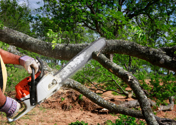 Best Utility Line Clearance  in Sunflower, MS